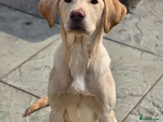 Labrador Retriever dogs Labrador Dog Pup - Advert 1