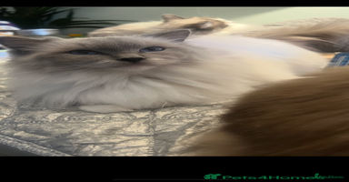 Ragdoll cats - Advert 16