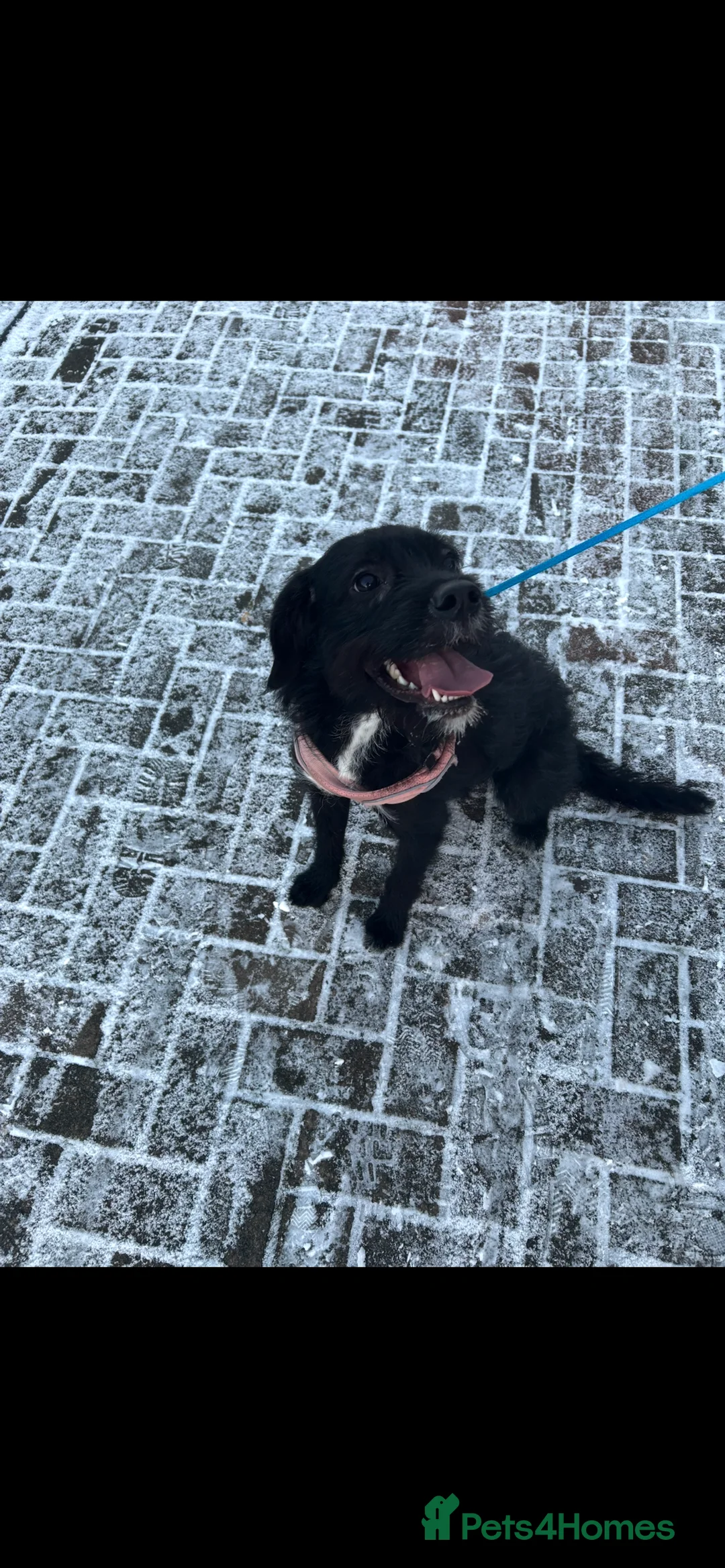 Mixed Breed dogs for sale: Willow  in Livingston - Advert 4