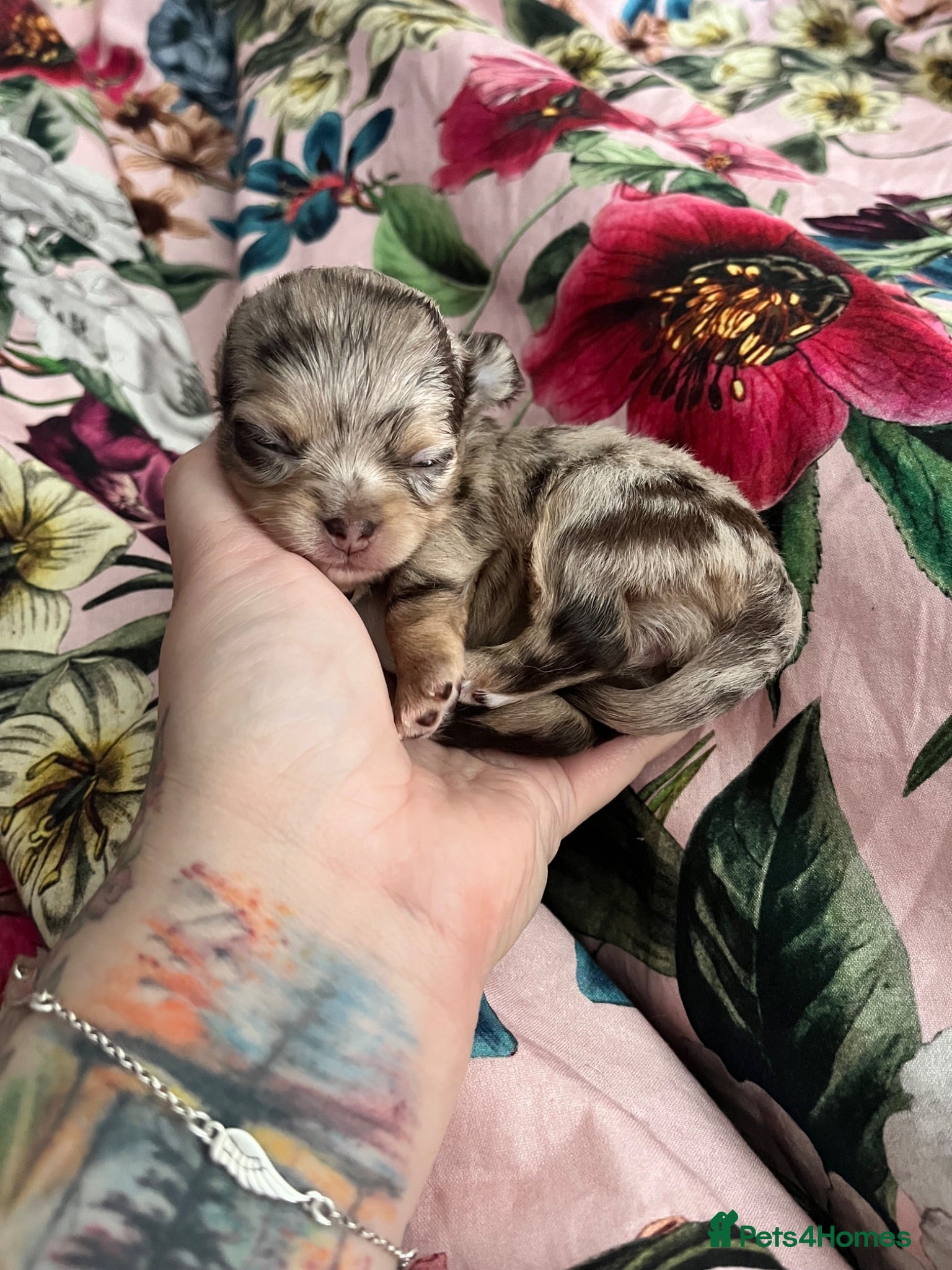 Chihuahua dogs ✨ CHI ~ CHERISH ✨DNA Tested Parents ✅ ✨ - Advert 20