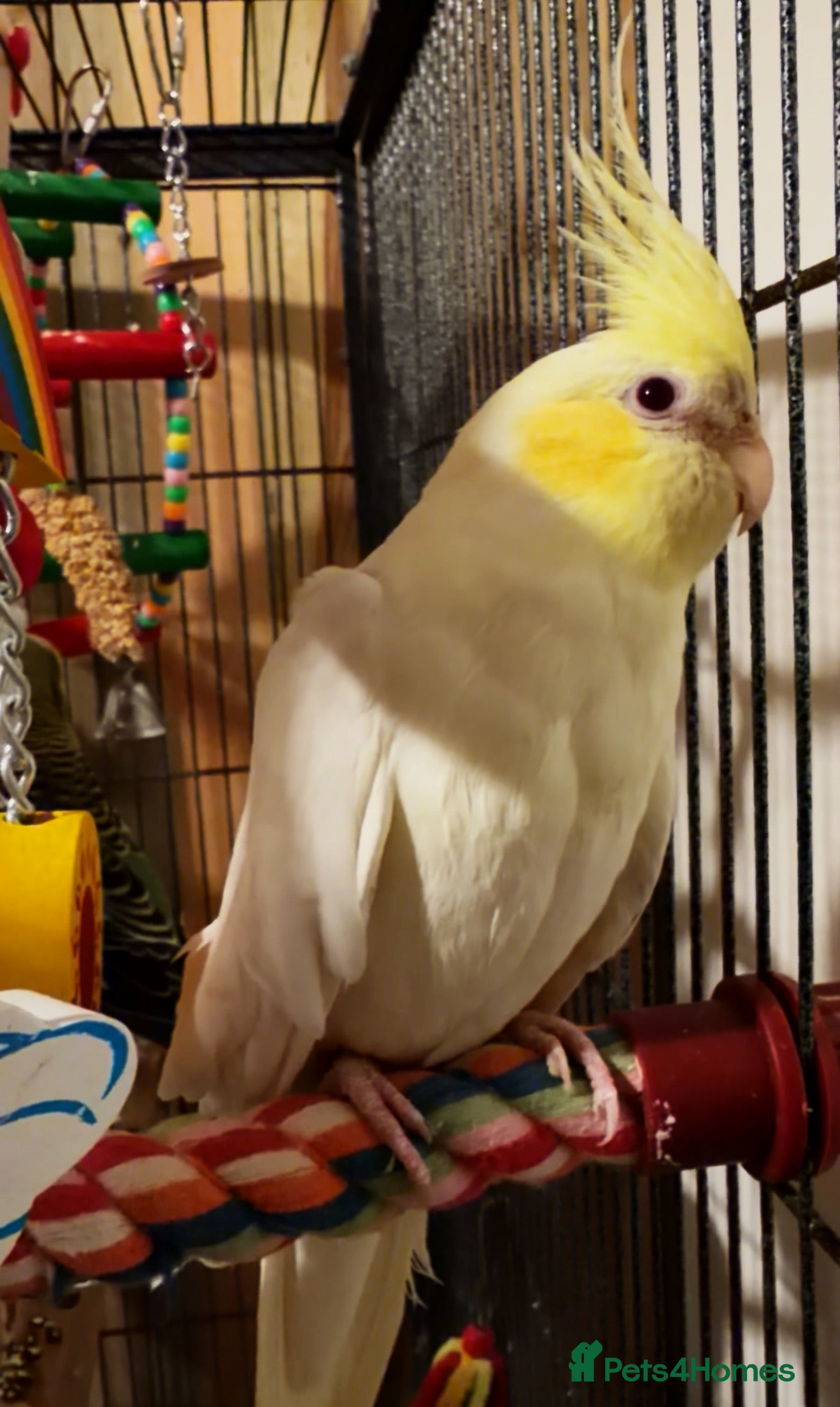 Cockatiels birds Cockatiel  - Advert 4