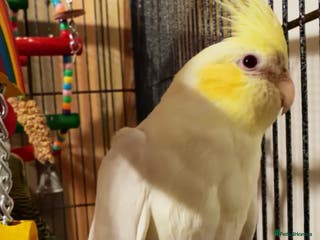 Cockatiels birds Cockatiel - Advert 4