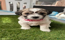 Mixed Breed dogs for sale: La Chon Puppies!  - Image 28
