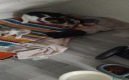 Mixed Breed cats for sale: Kittens  - Image 4