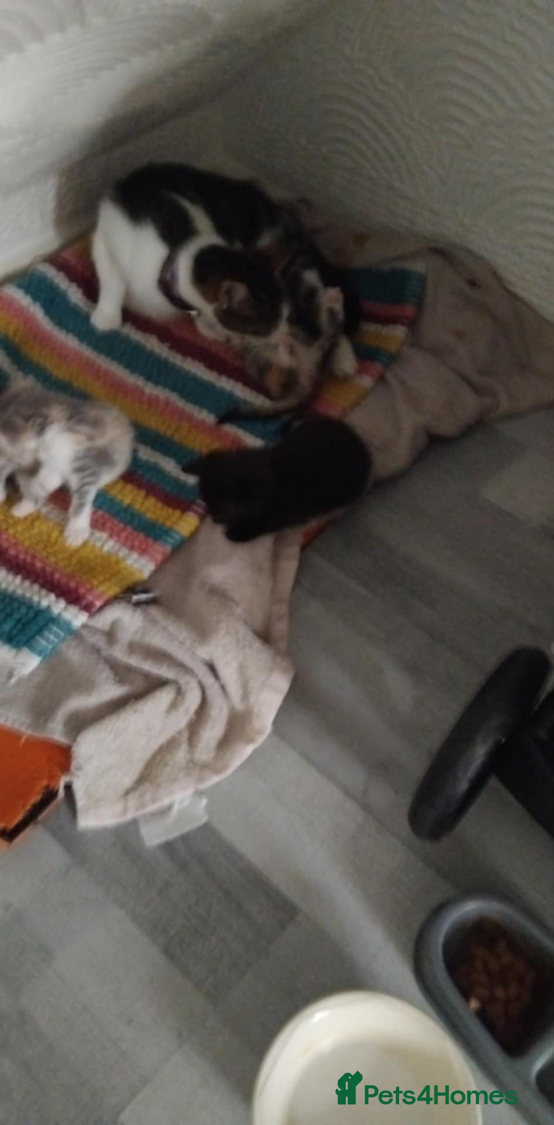 Mixed Breed cats for sale: Kittens  - Image 4