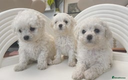 Maltipoo dogs for sale: Adorable Maltipoo Puppies - Image 3