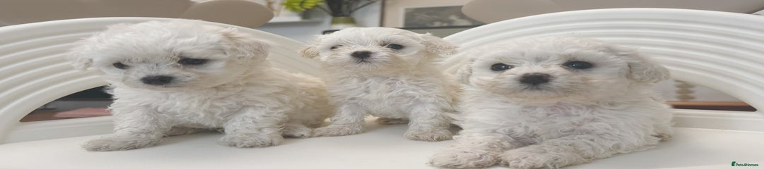 Maltipoo Puppy 2