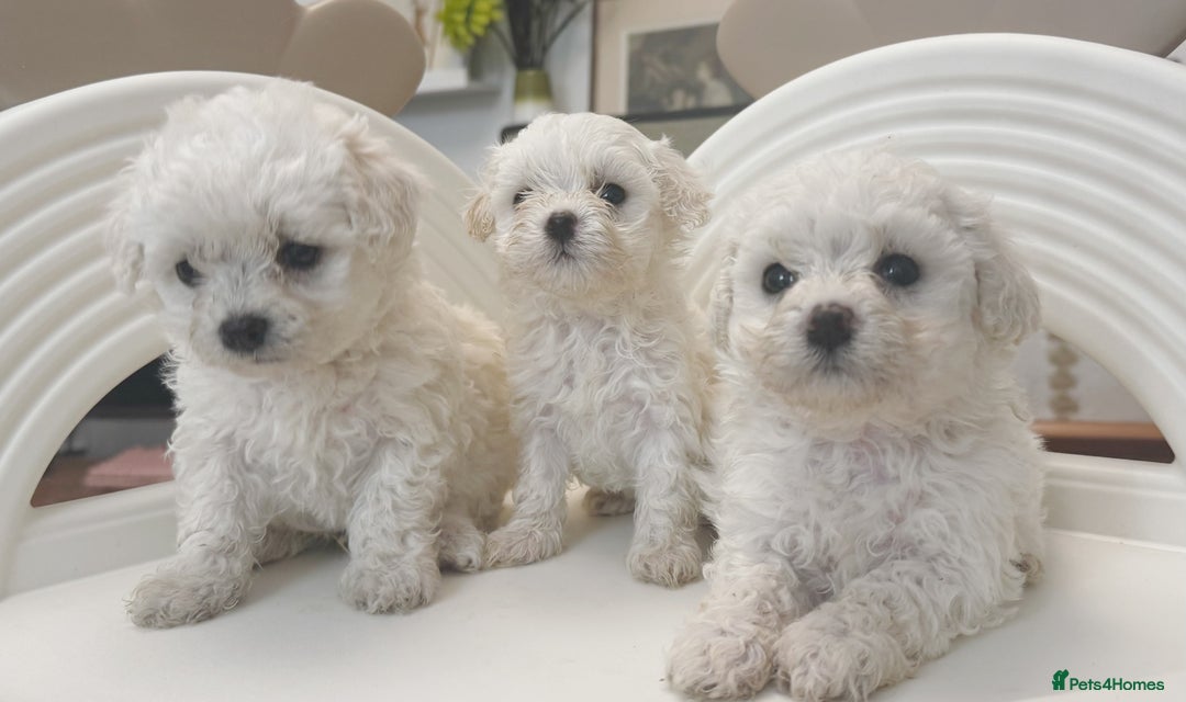 Maltipoo dogs for sale: Adorable Maltipoo Puppies - Image 3