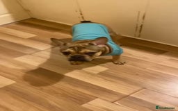 French Bulldog dogs for sale: Male and Female Frenchie for sale - Image 7