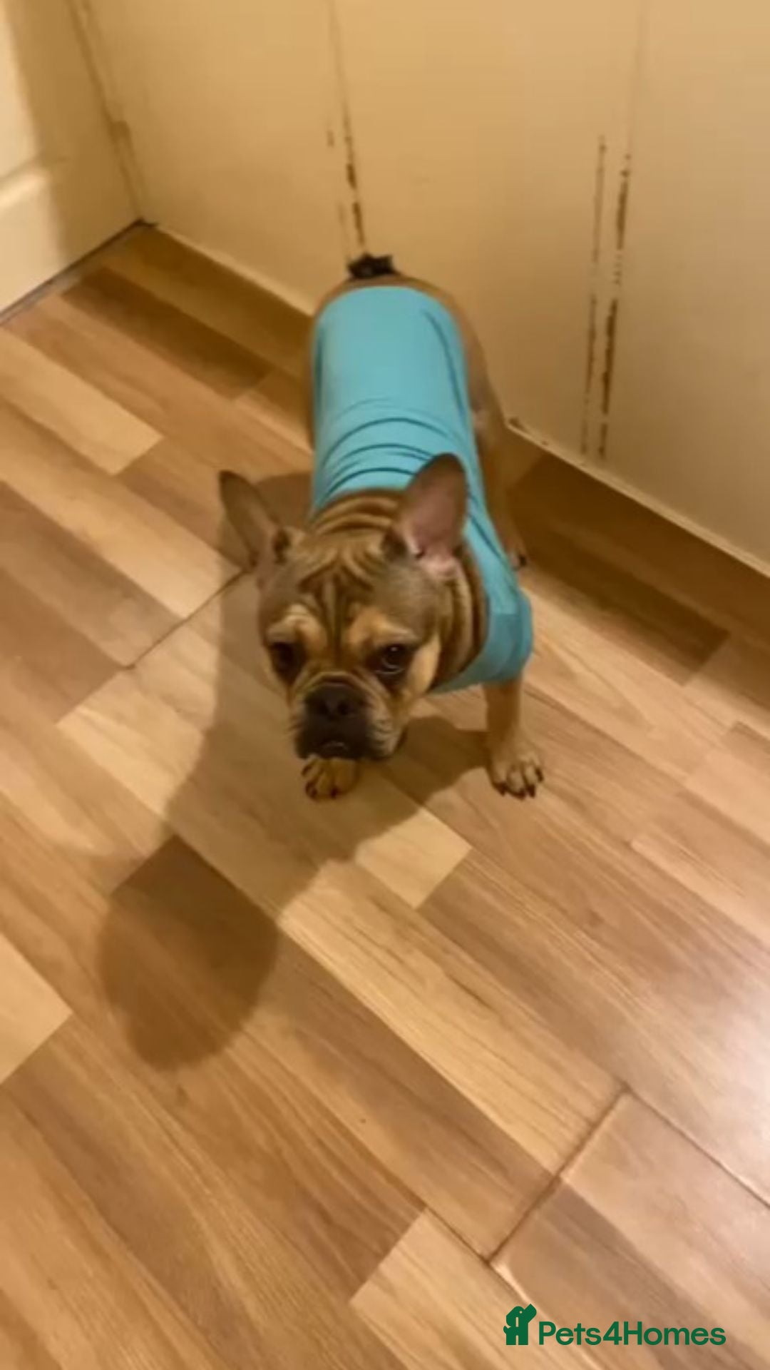 French Bulldog dogs for sale: Male and Female Frenchie for sale - Image 7