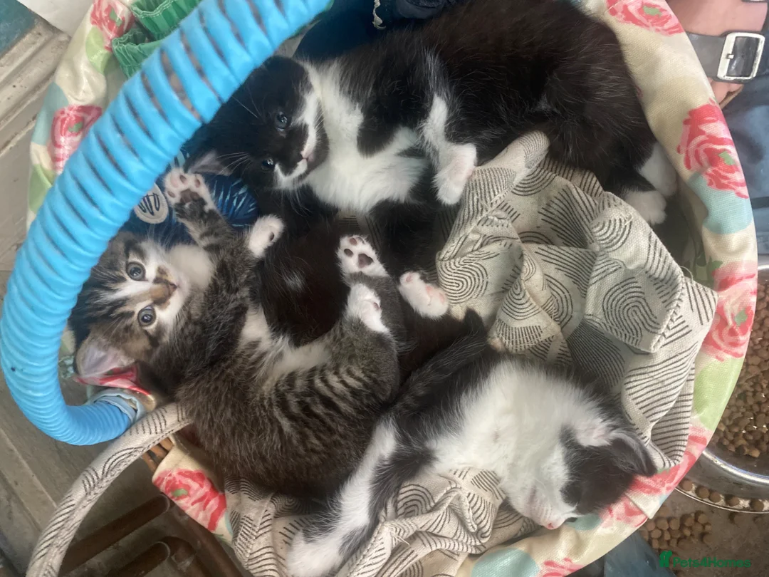 Mixed Breed cats for sale: Beautiful playful kittens  - Advert 11