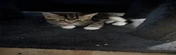 Mixed Breed cats for sale: Male kitten needing a home - Advert 5