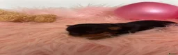 Yorkshire Terrier dogs for sale: ❤️ Beautiful Yorkshire Terrier Puppies ❤️ - Advert 7