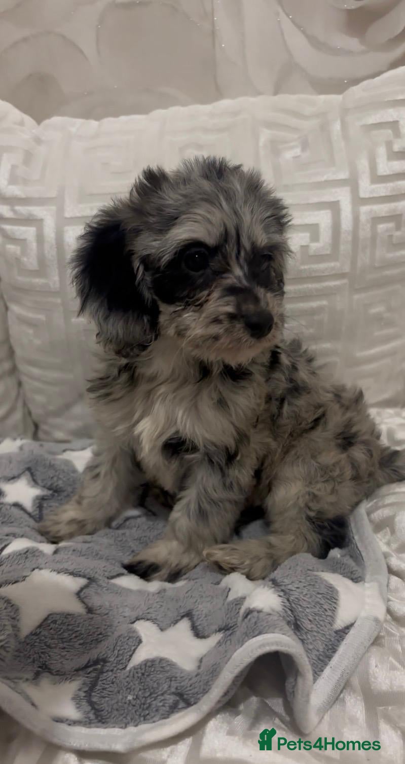 Cockapoo dogs Cockapoos 🐶💙❤️ - Advert 4