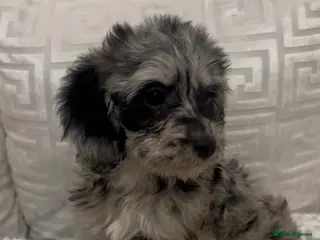 Cockapoo dogs Cockapoos 🐶💙❤️ - Advert 18