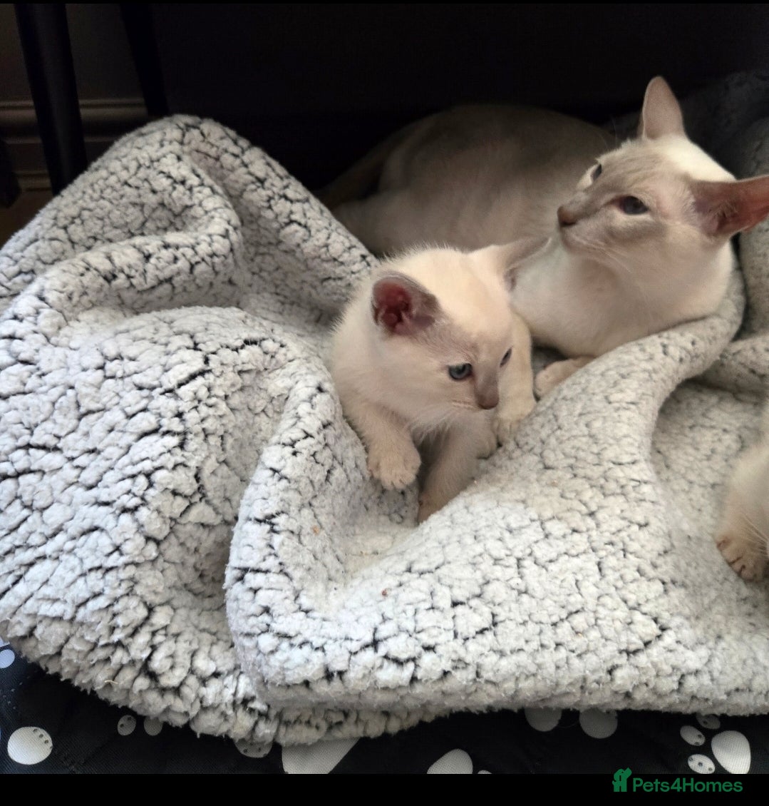 Tonkinese cats Champion bloodlines,pedigree, 1st generation - Advert 1