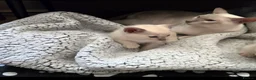 Tonkinese cats for sale: Champion bloodlines,pedigree, 1st generation - Advert 1