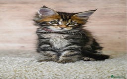 Maine Coon cats for sale: 🥇 5 Generation Pedigree - TICA registered  🌟 - Advert 6