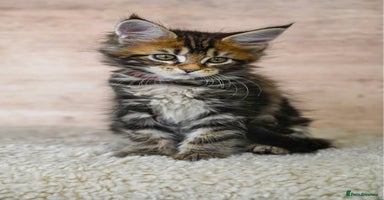 Maine Coon cats 4 LEFT! Looking for forever homes - Advert 9