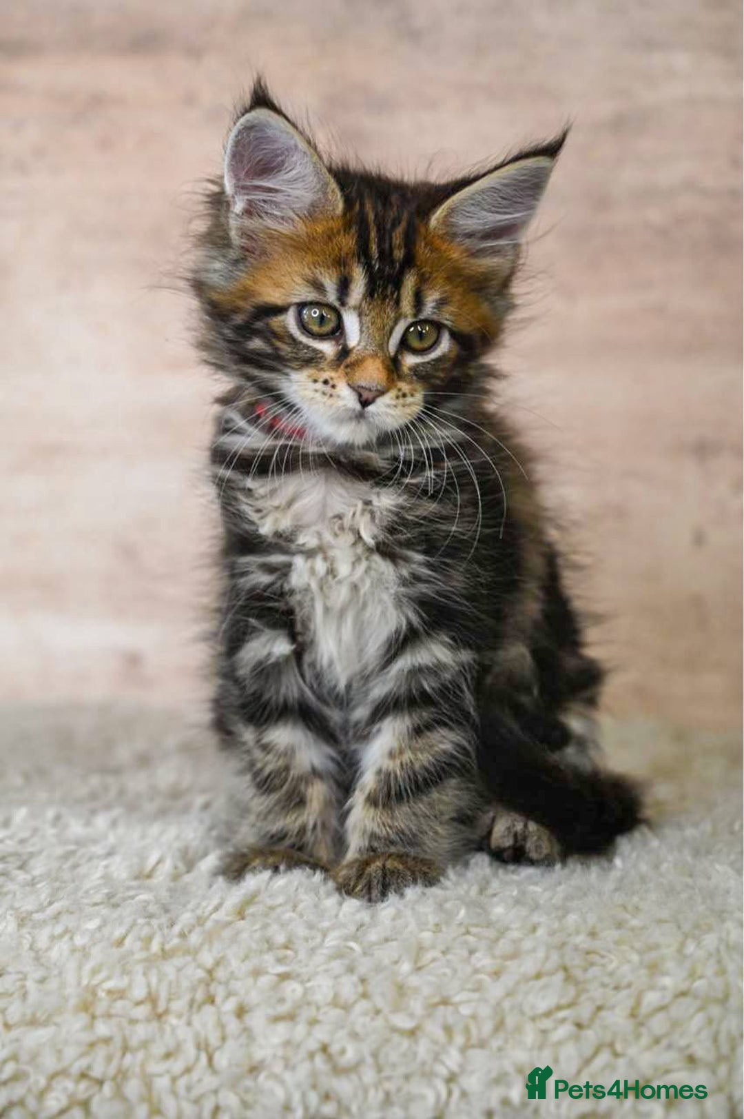 Maine Coon cats for sale: 🥇 5 Generation Pedigree - TICA registered  🌟 - Advert 6