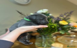 Whippet dogs for sale: 💙 Whippet Puppies – Beautiful Blue Litter 💙 - Image 4