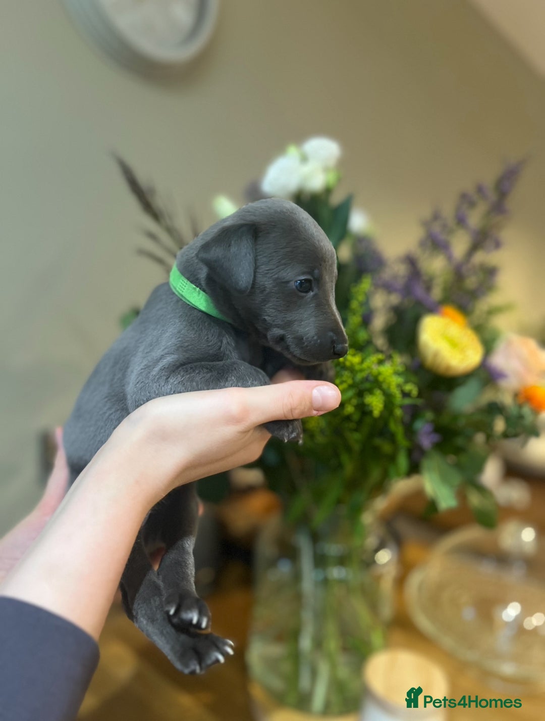 Whippet dogs for sale: 💙 Whippet Puppies – Beautiful Blue Litter 💙 - Image 4