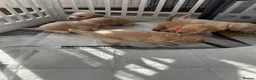 Labradoodle dogs for sale: 1 Female Labradoodle looking for her forever home  - Advert 16