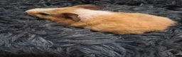Guinea Pig rodents for sale: Skinnies - Advert 16