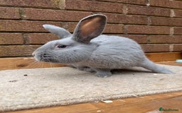 Continental Giant rabbits for sale: fer de Merberger - Image 8