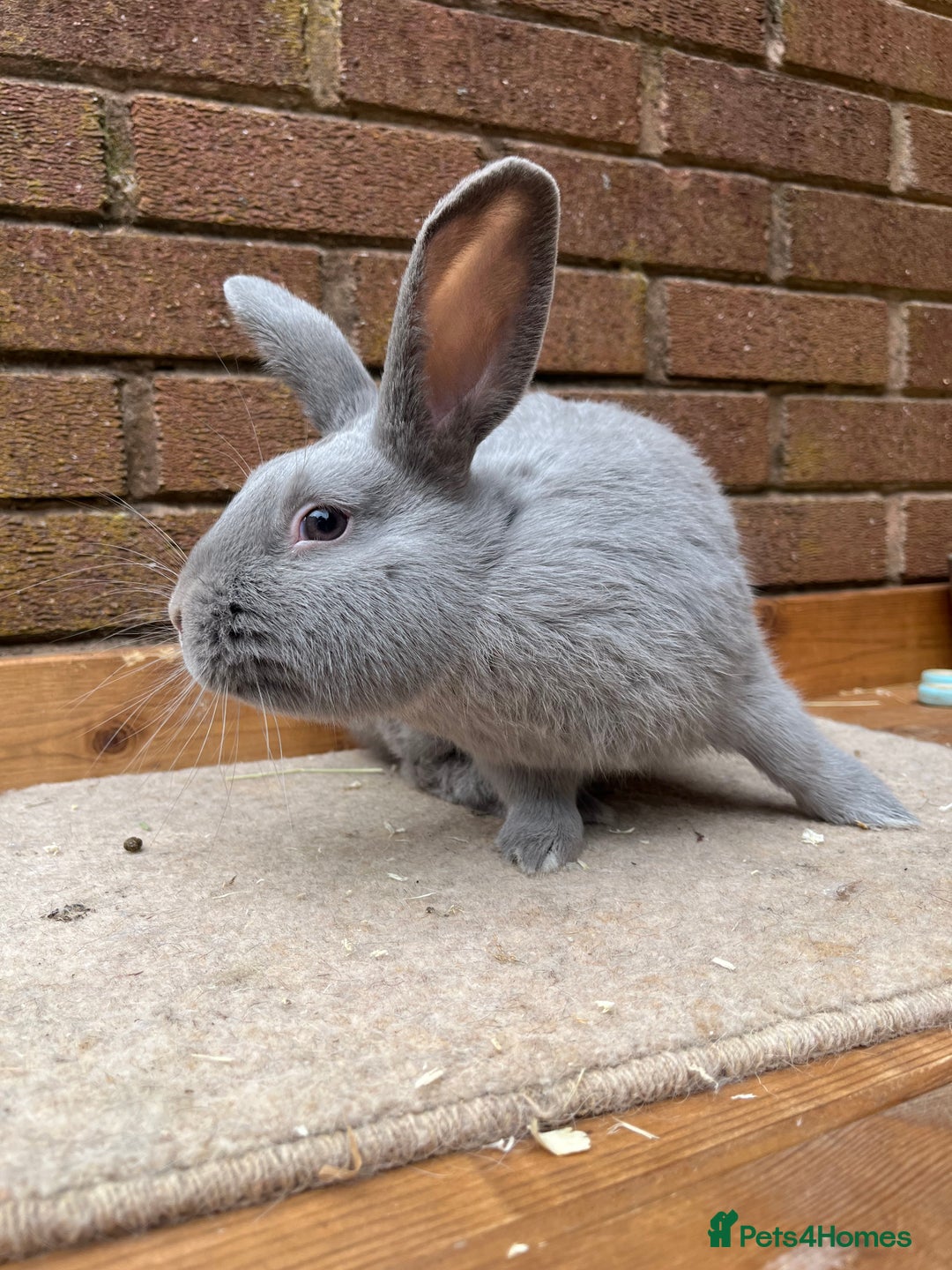 Continental Giant rabbits for sale: fer de Merberger - Image 8
