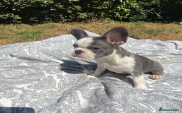 French Bulldog dogs for sale: French bulldog puppies - 3 boys 1 girl (pink husky - Image 21