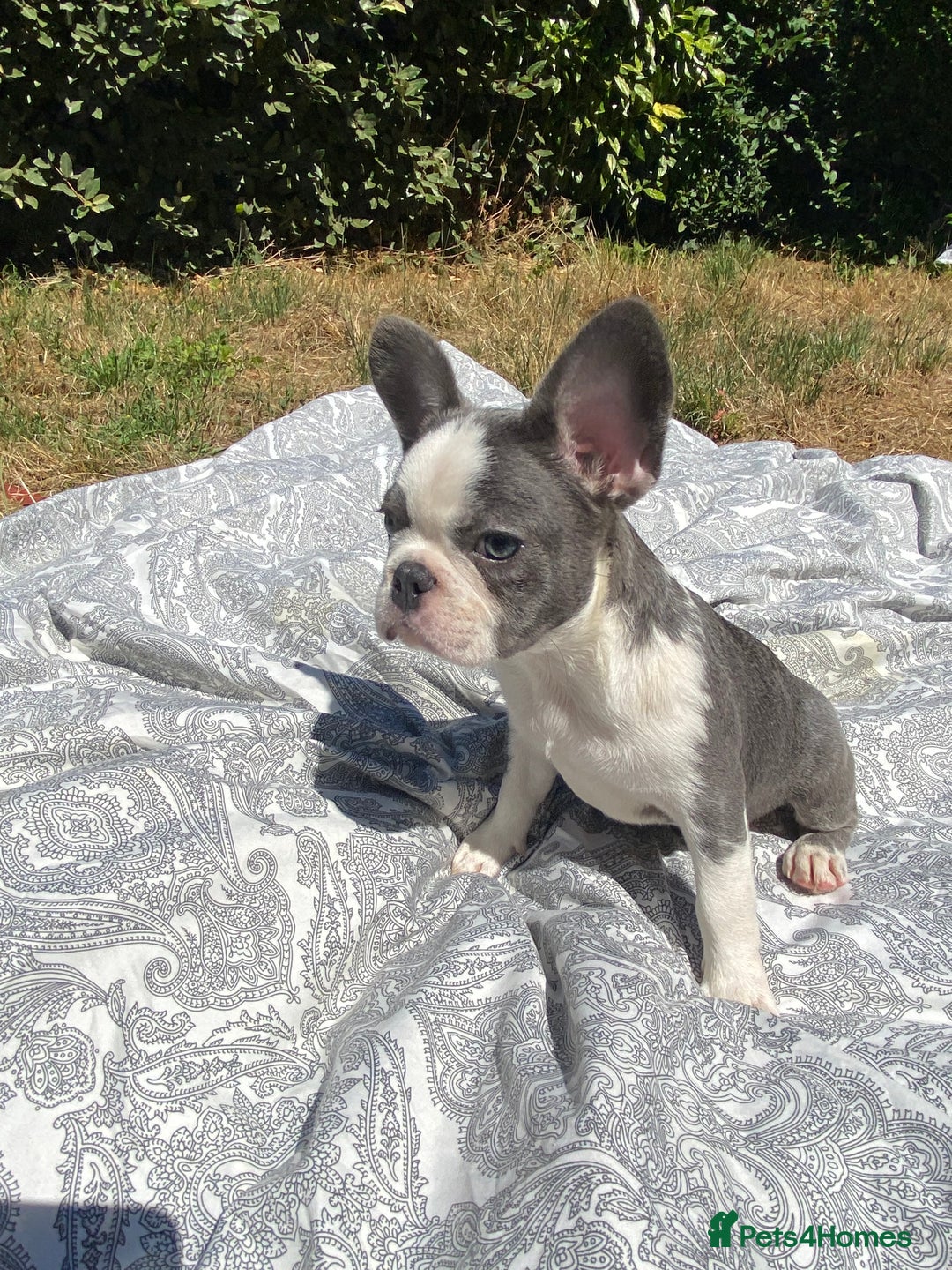 French Bulldog dogs for sale: French bulldog puppies - 3 boys 1 girl (pink husky - Image 21