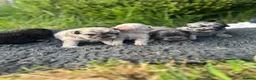 French Bulldog dogs for sale: Fluffy French bulldog puppies 🐕 in Winscombe - Advert 26