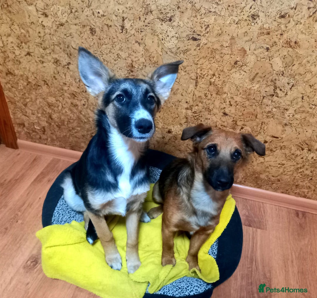 Mixed Breed dogs for adoption: ❤️🐶Busia- 6(7) month lower-medium girl ❤️🐶 - Advert 10