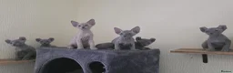 Sphynx cats for sale: SPHYNX ELF & PETERBALD KITTENS - Advert 3