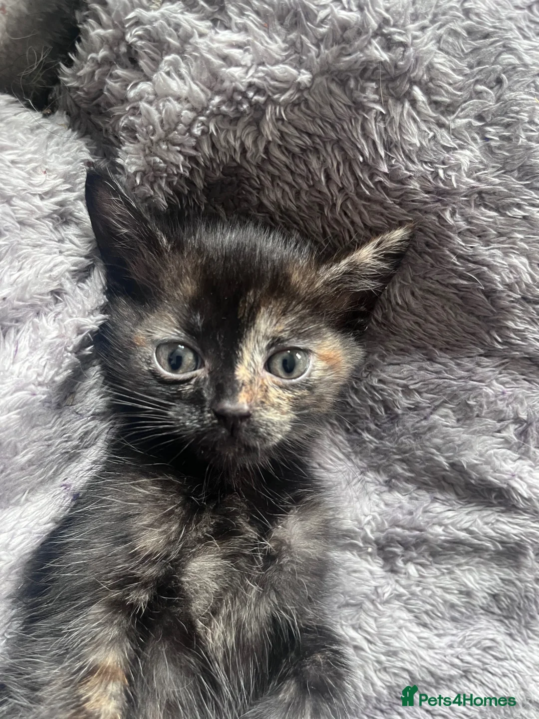 Mixed Breed cats for sale: 🐾Stunning Female & Male Kitten Available 🐾 - Advert 1