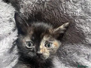 Mixed Breed cats 🐾Stunning Female & Male Kitten Available 🐾 - Advert 1