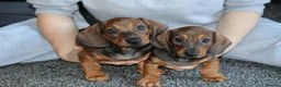 Dachshund dogs for sale: 7 dachshund pups for sale - Advert 4