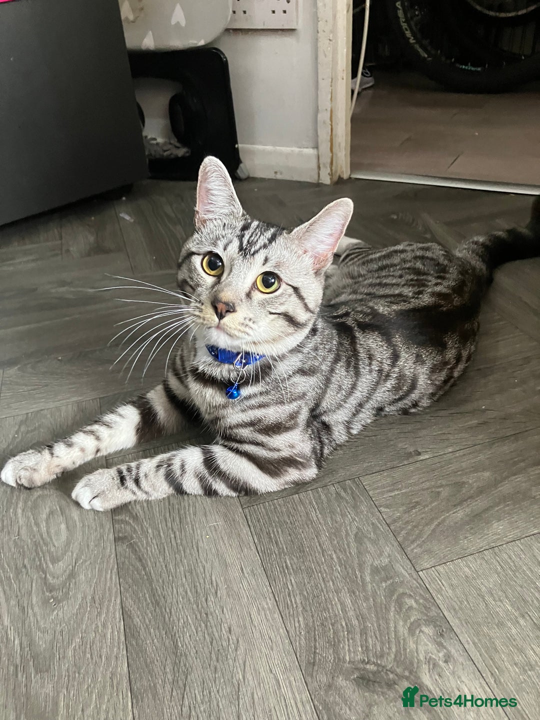Russian Blue cats for sale: Silver tabby black tabby kittens  - Image 7