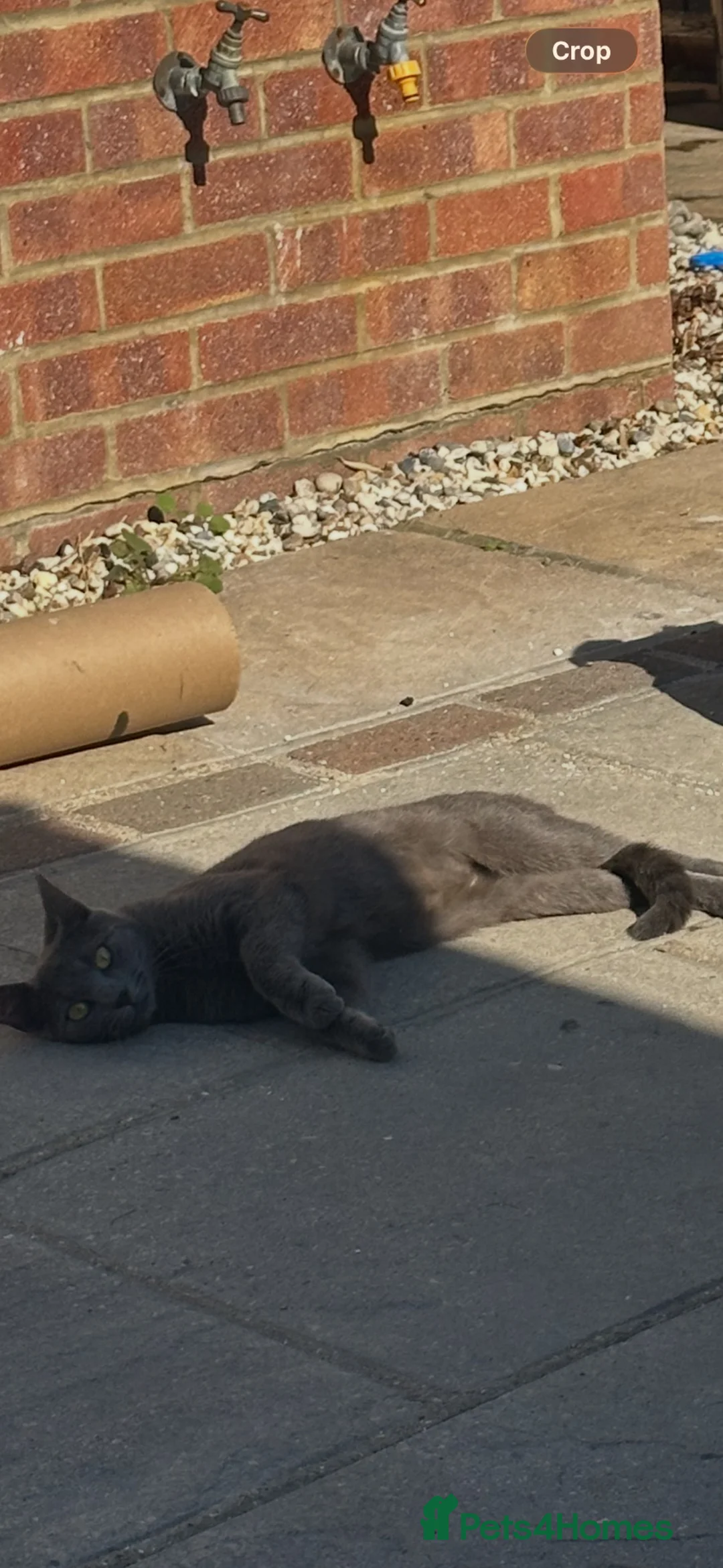 Russian Blue cats for sale: Beautiful Russian Blue Cat - Advert 3