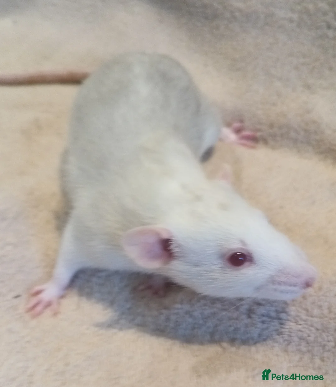 Rat rodents for sale: Adorable baby rats - Advert 2