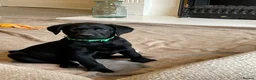 Labrador Retriever dogs for sale: Beautiful KC Labrador Pups Ready To Leave - Advert 11