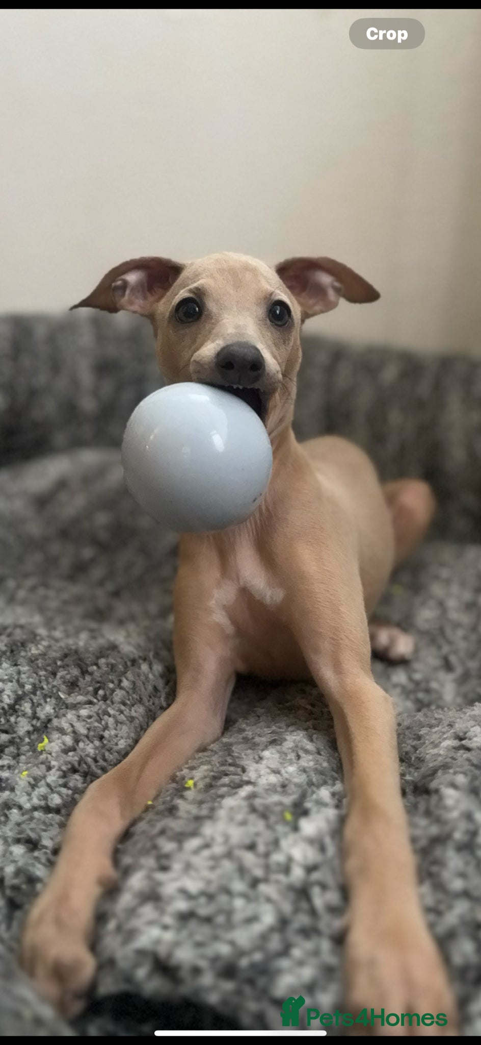 Italian Greyhound dogs for sale: Male Italian greyhound puppy in Shrewsbury - Advert 3
