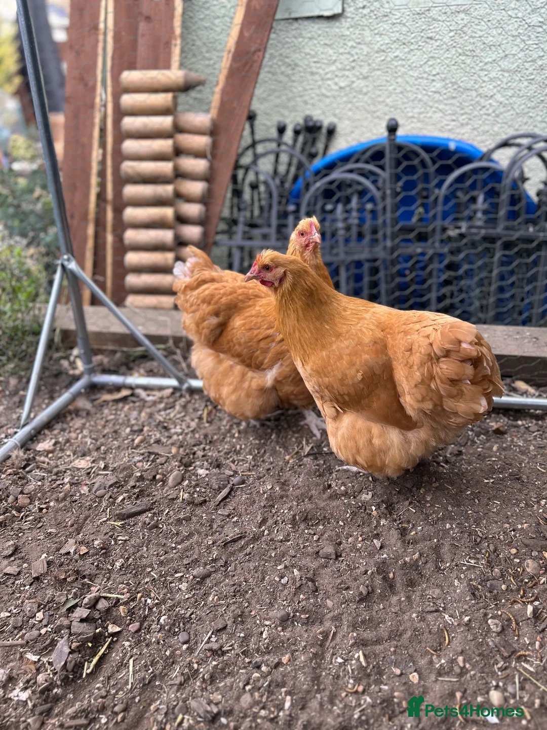 Chickens poultry for sale: Pair of buff Orpingtons - Advert 2