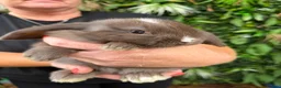 Mini Lop rabbits for sale: Baby rabbits  - Advert 2