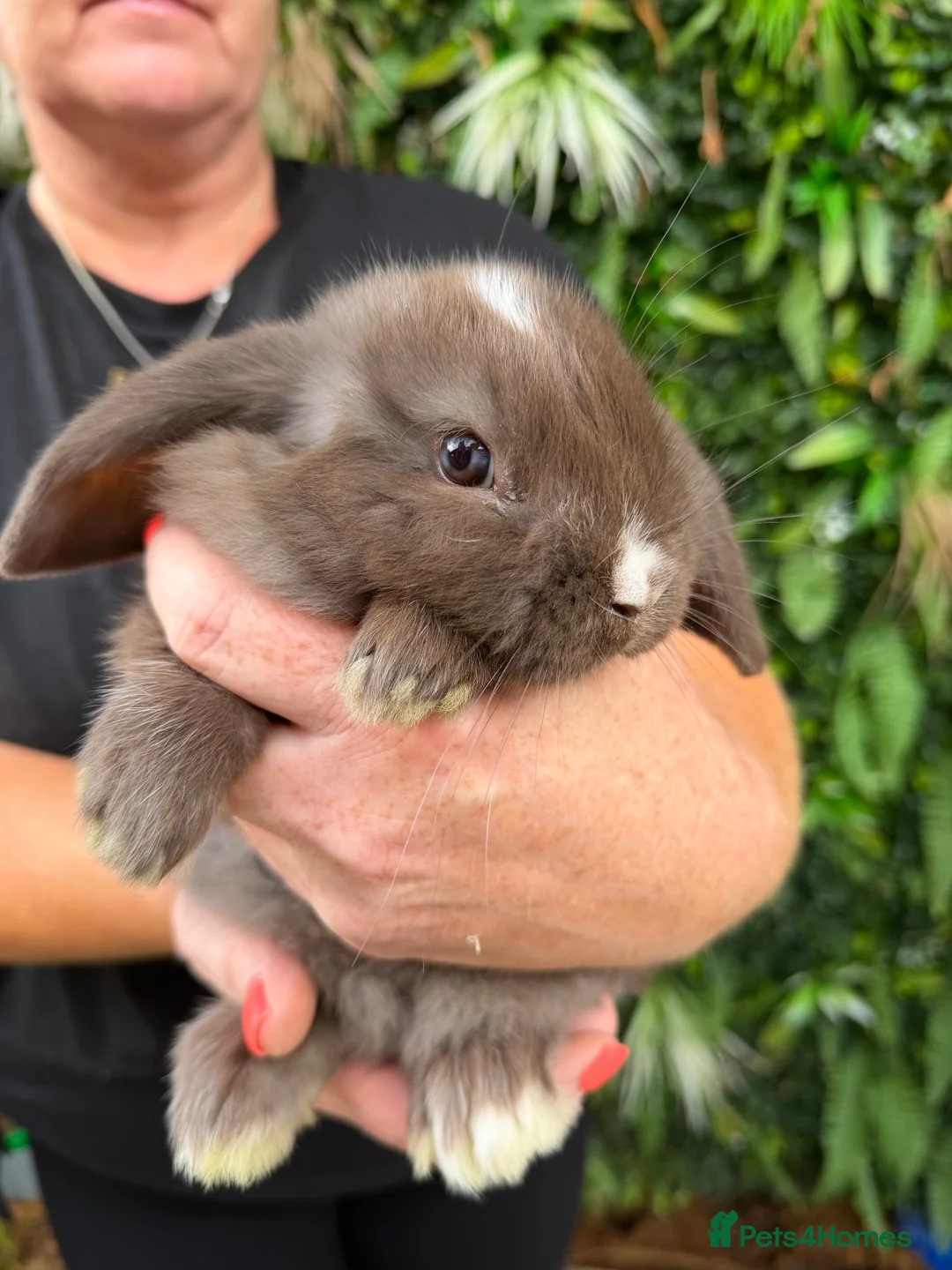 Mini Lop rabbits for sale: Baby rabbits  - Advert 2