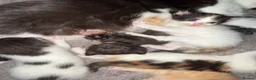 Mixed Breed cats for sale: Mix breed kittens - Advert 6