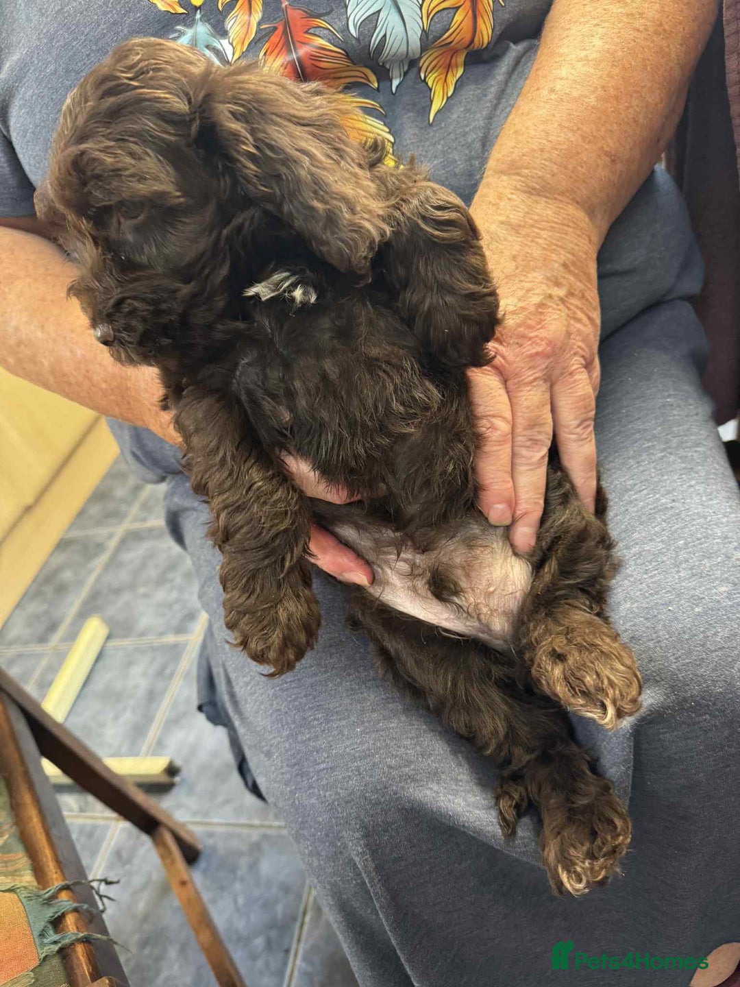 Cockapoo dogs for sale: F1 beautiful  cockapoo puppy’s  - Image 10