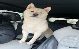 Japanese Shiba Inu dogs for sale: Japanese Shiba Inu puppy - Image 3