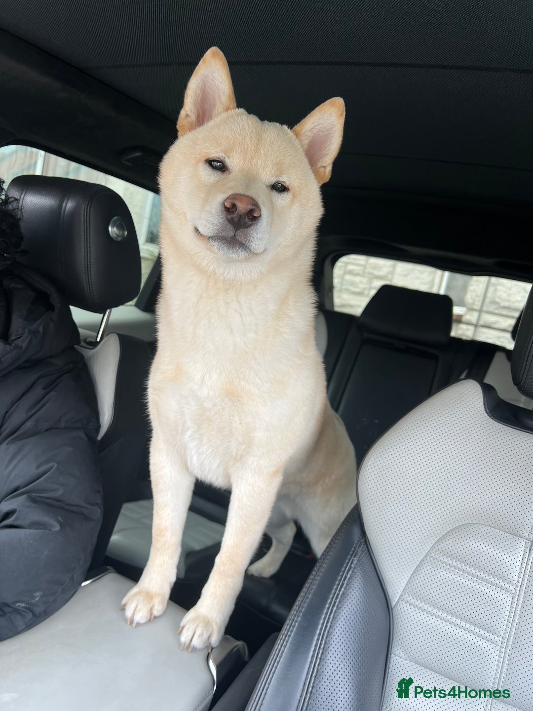 Japanese Shiba Inu dogs for sale: Japanese Shiba Inu puppy - Image 3